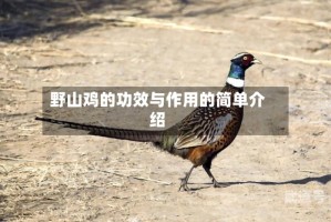 野山鸡的功效与作用的简单介绍