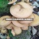 蘑菇图片大全(蘑菇种类大全及图片)