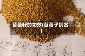 苜蓿籽的功效(苜蓿子别名)