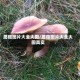 蘑菇图片大全大图/蘑菇图片大全大图真实