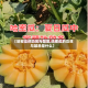 【哈密瓜的功效与禁忌,哈密瓜的功效与禁忌是什么】