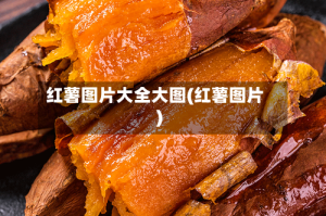 红薯图片大全大图(红薯图片)
