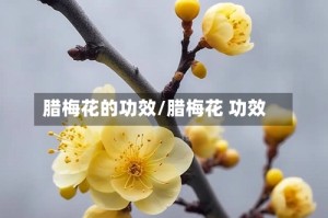 腊梅花的功效/腊梅花 功效