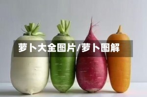 萝卜大全图片/萝卜图解