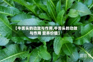 【牛舌头的功效与作用,牛舌头的功效与作用 营养价值】