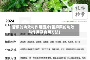 苦菜的功效与作用图片(苦麻菜的功效与作用及食用方法)