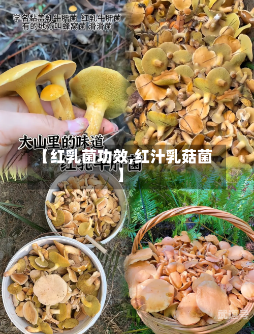 【红乳菌功效,红汁乳菇菌】-第2张图片