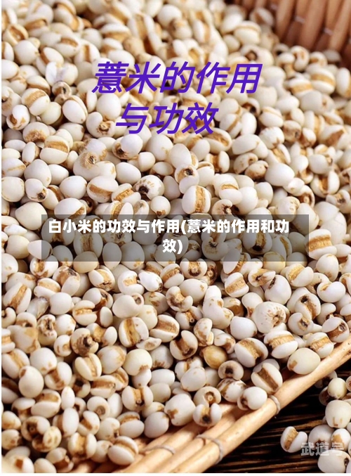 白小米的功效与作用(薏米的作用和功效)-第3张图片